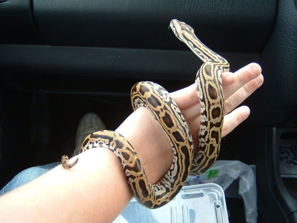 Burmese python Pictures, Images and Photos
