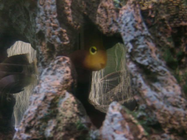 mardel coppersafe petsmart