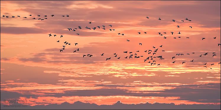 Snow Geese Flying at Sunrise Pictures, Images and Photos