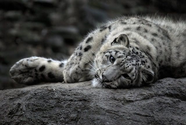 Baby Snow Leopard Pictures. baby snow leopard