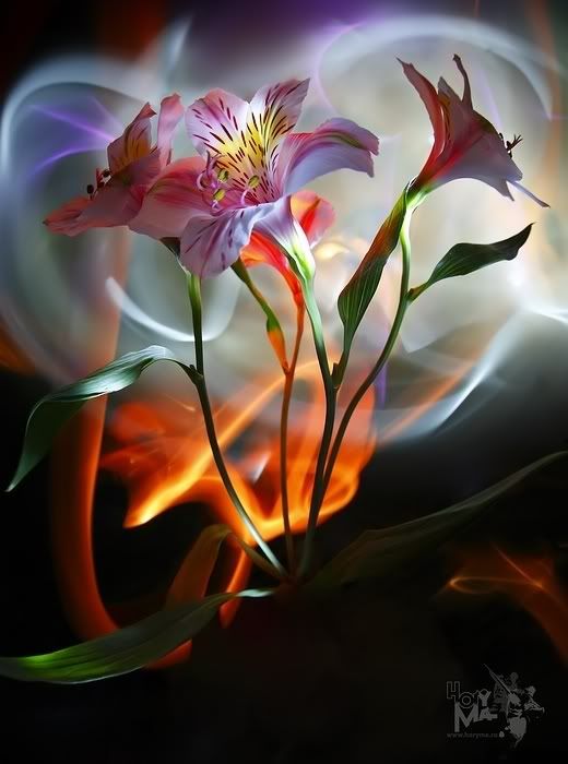 art Pictures, Images and Photos