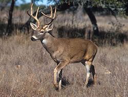 White Tailed Deer Pictures, Images and Photos
