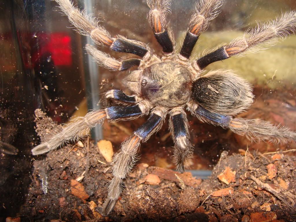 Spiders and Vinegaroon for sale Reptile Forums