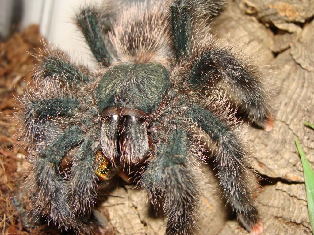 Spiders and Vinegaroon for sale Reptile Forums