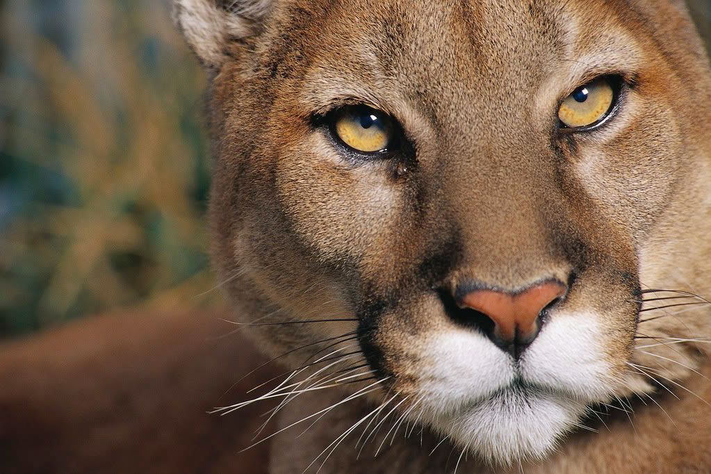 mountain lion Pictures, Images and Photos