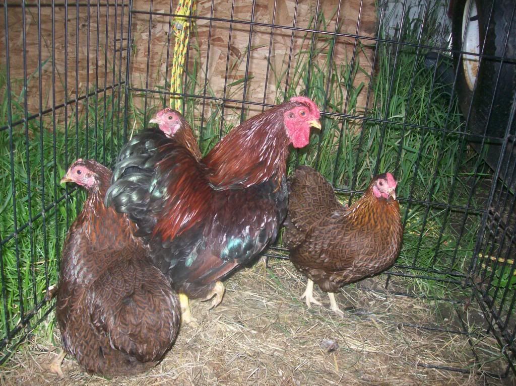 partridge wyandotte bantams, show quality? | BackYard Chickens - Learn