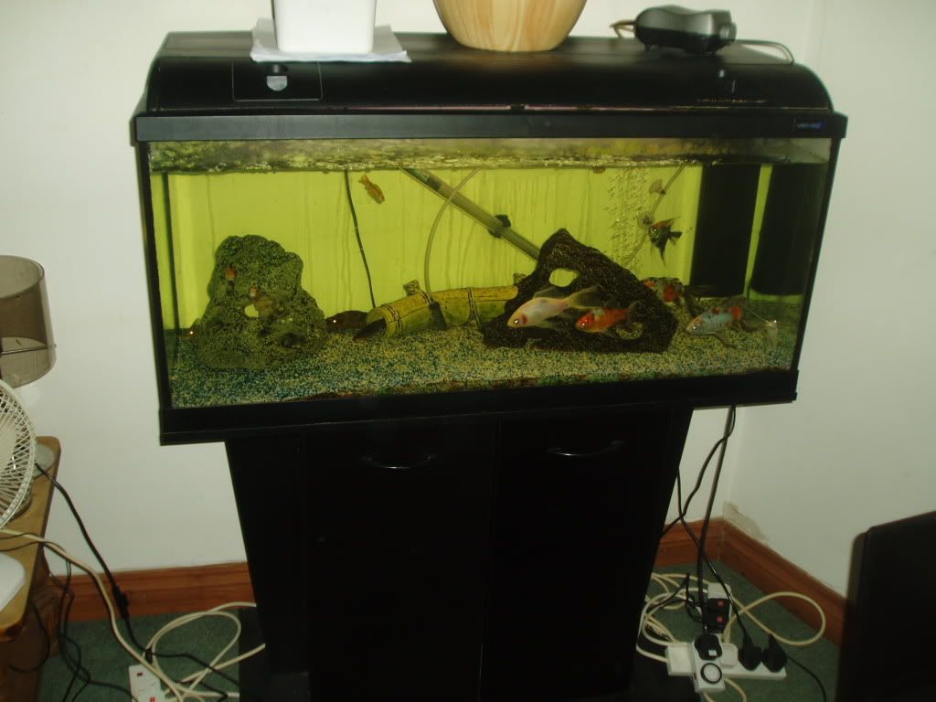 4ft Tropical Fish Tank ( Complete ) Wigan Reptile Forums