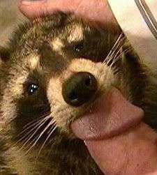 Raccoon Bites Off Penis 61