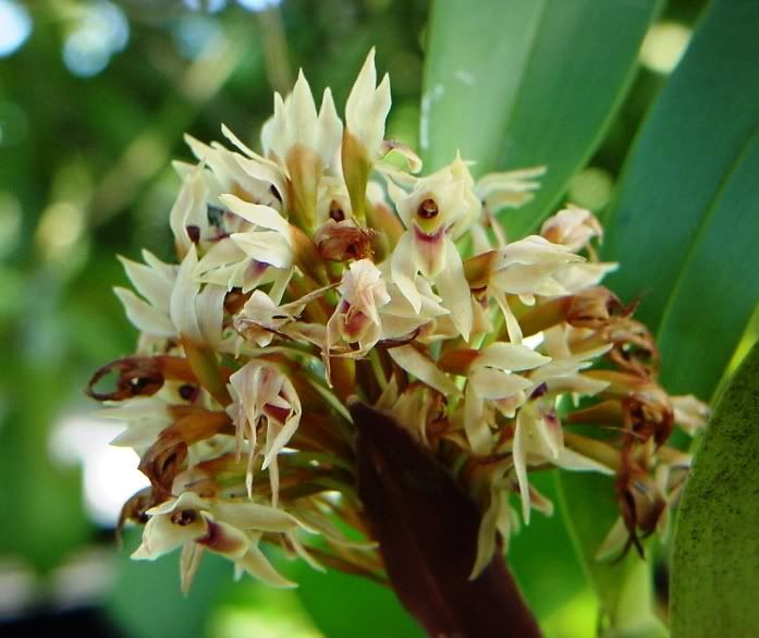 Maxillaria_densa.jpg