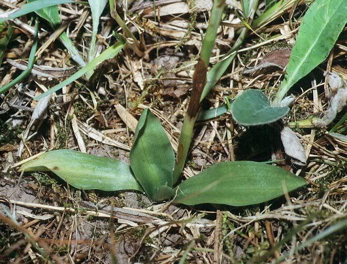 Spiranthes_spiralispuertocabezas.jpg