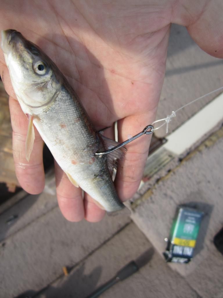 Live Bait Pike Fishing.