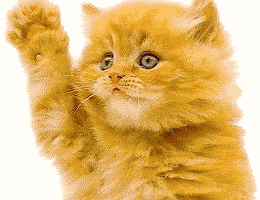 cat waving Pictures, Images and Photos