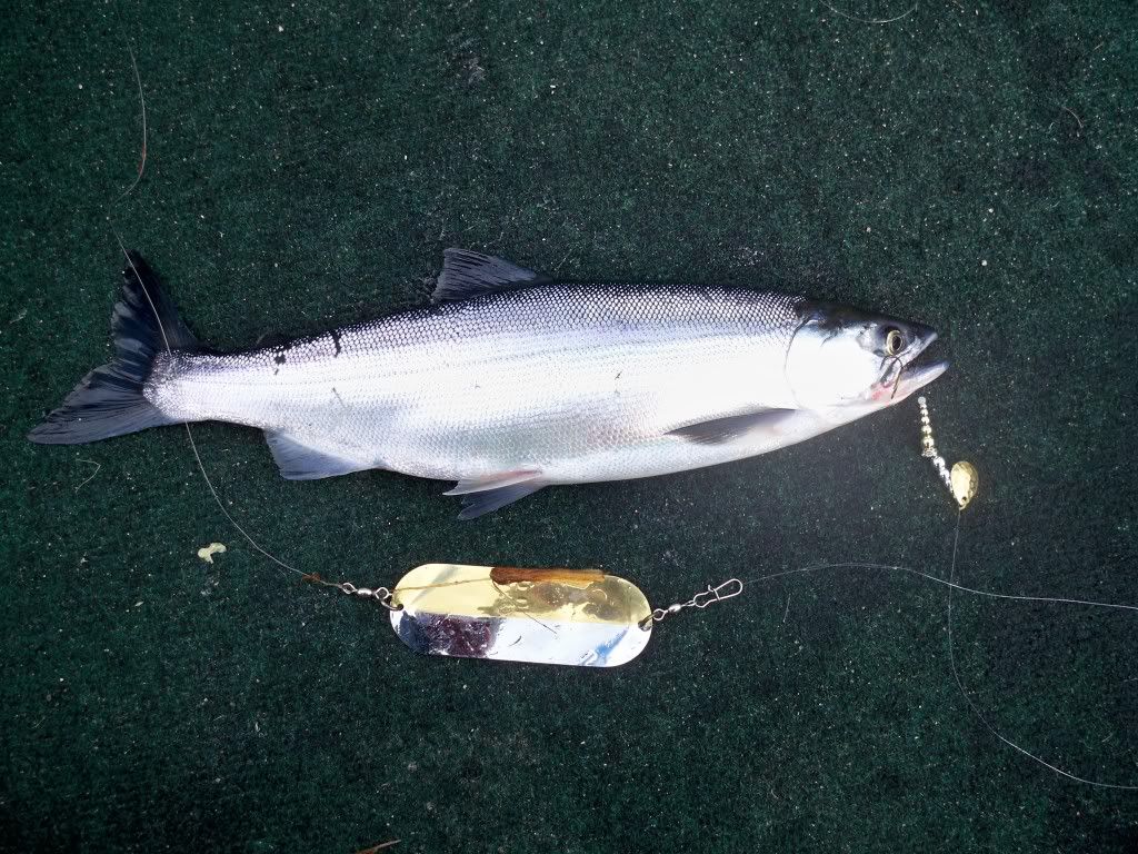 Kokanee / Silver Trout/land-locked sockeye - Northwest Fishing Reports