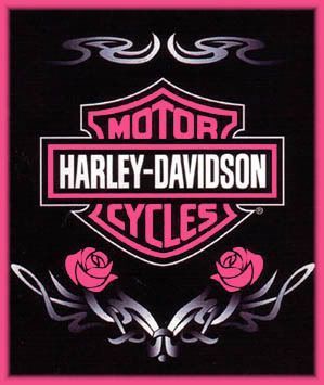 Pink Harley Roses Pictures, Images and Photos