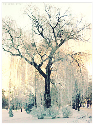 Winter Willow picture