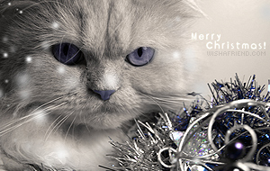 Catty Christmas picture