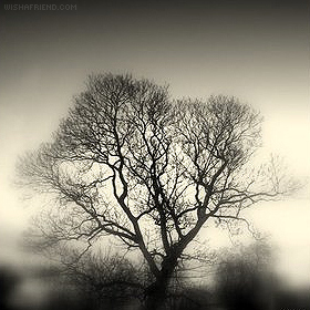 Winter Tree picture