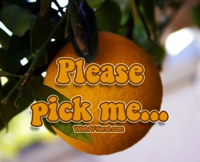 Please Pick Me