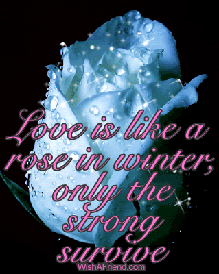 Love Is Like A Rose picture