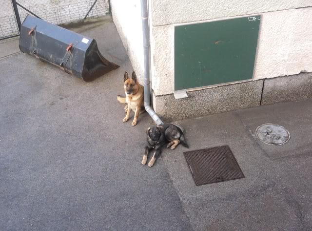 Slika