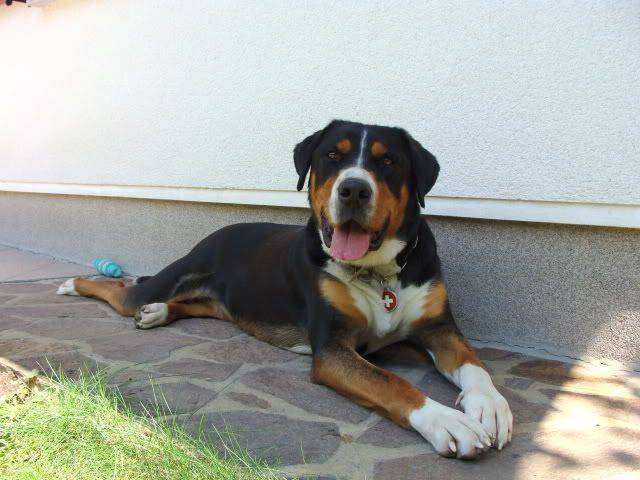Slika