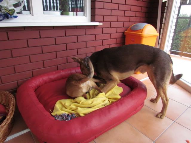 Slika