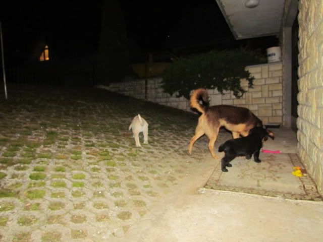 Slika