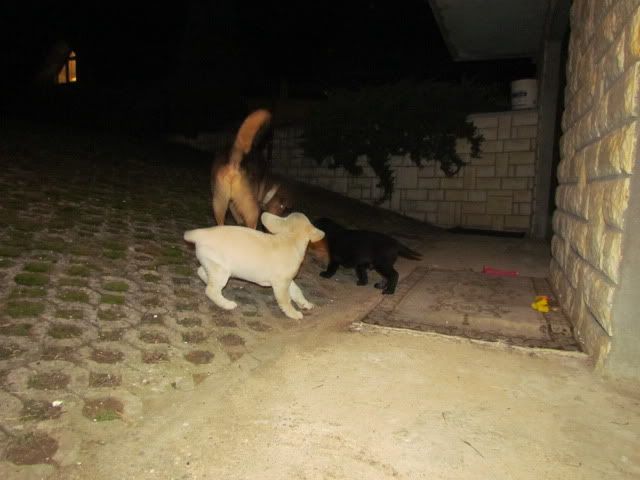 Slika