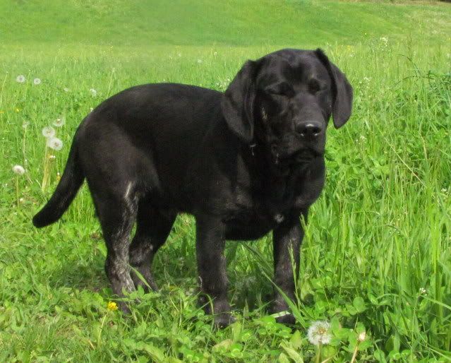 Slika