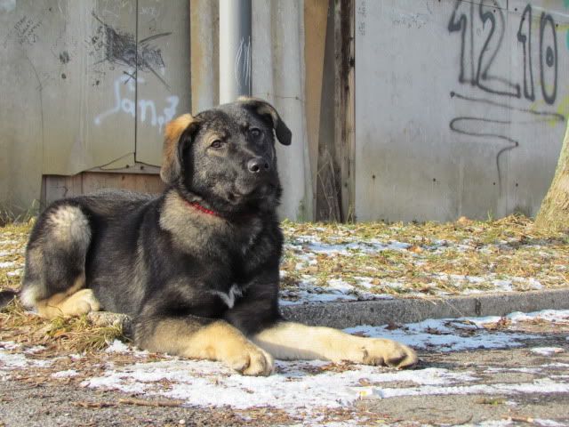 Slika