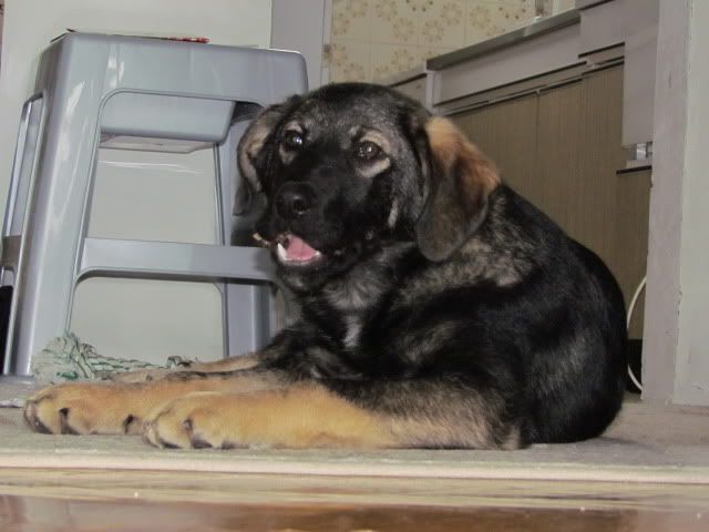 Slika