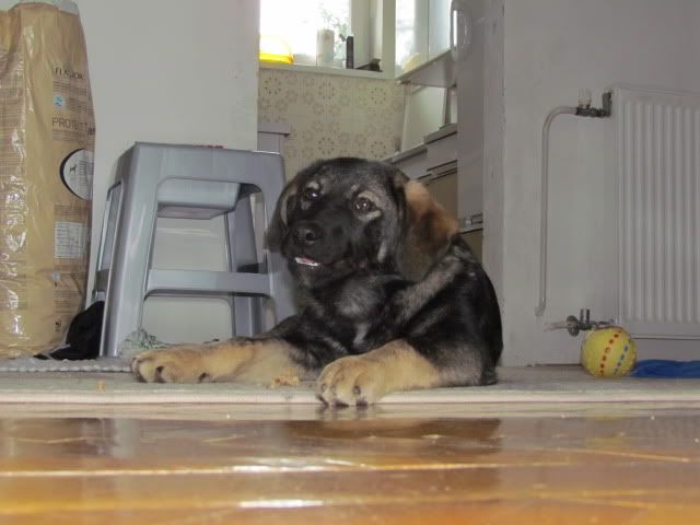 Slika