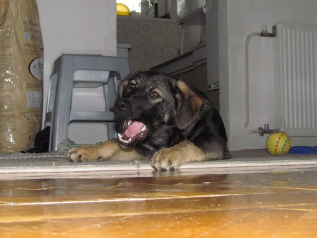 Slika
