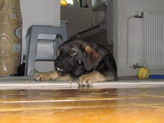 Slika