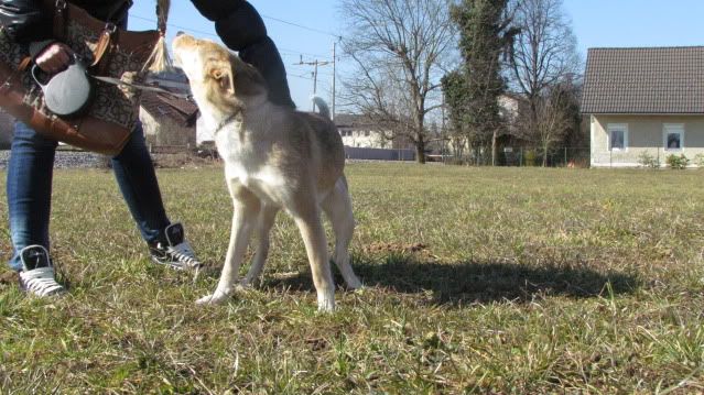 Slika