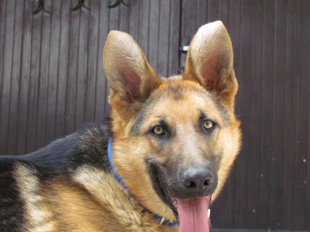 Slika
