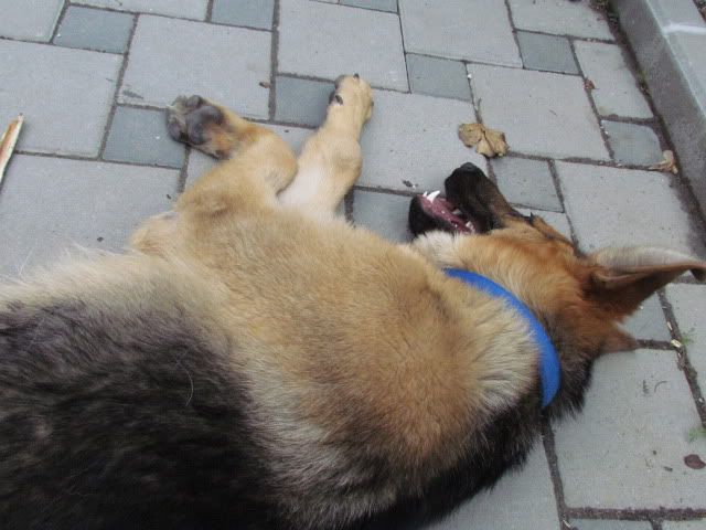 Slika