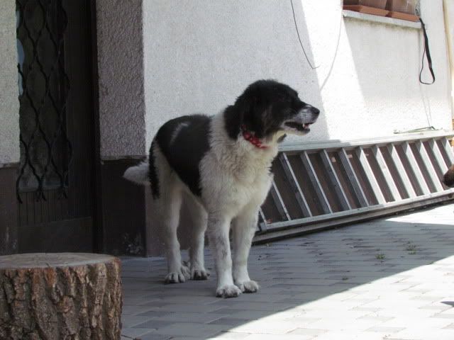Slika