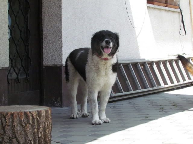 Slika
