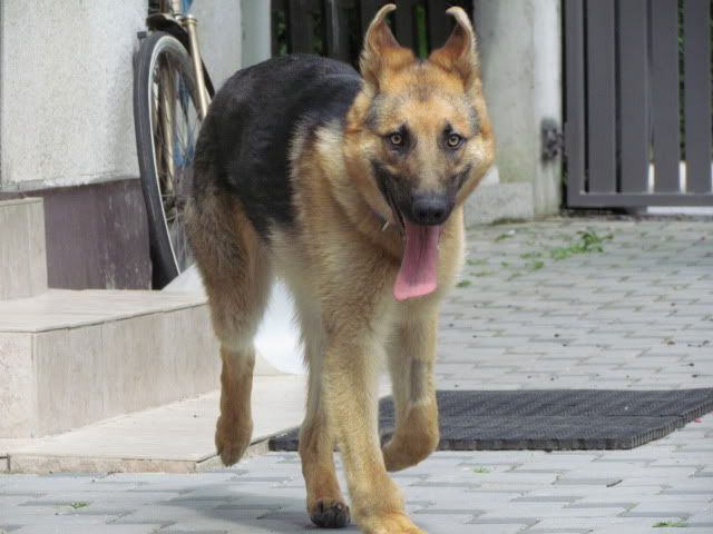 Slika