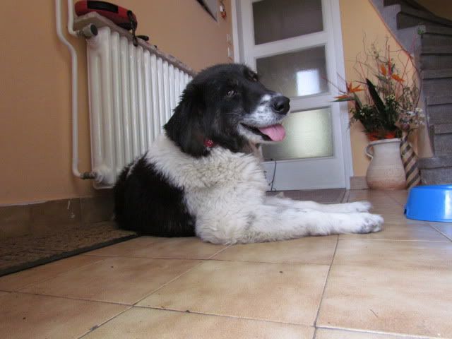 Slika