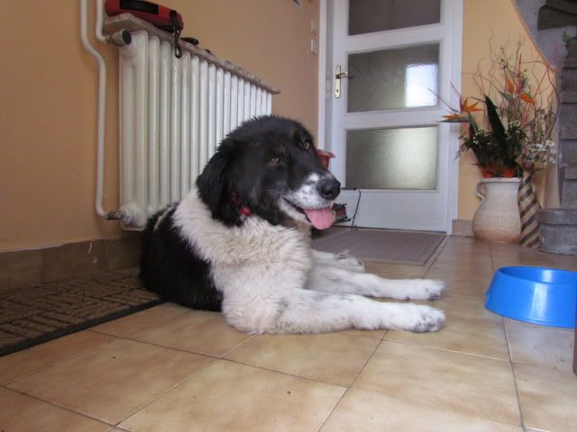 Slika