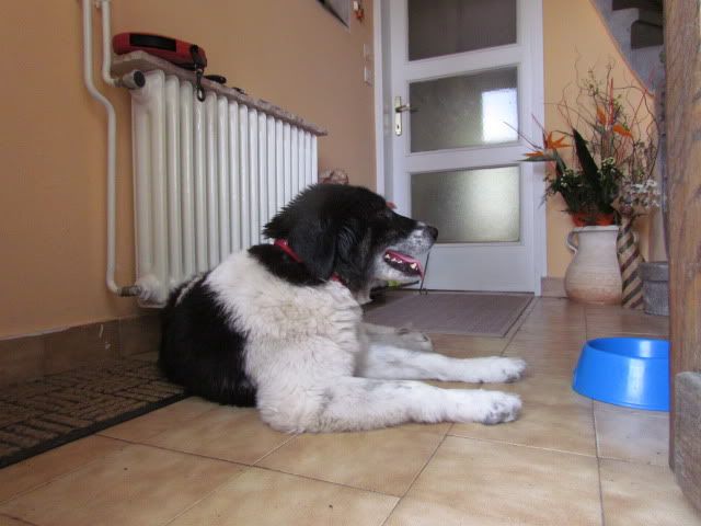 Slika