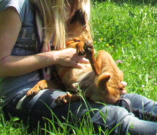Slika