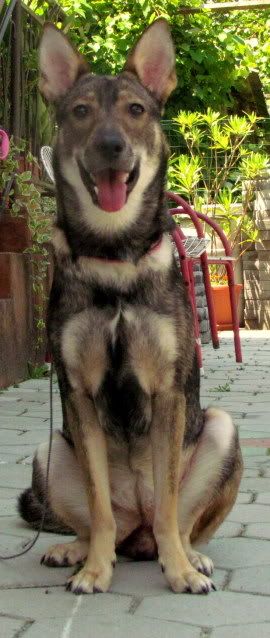 Slika