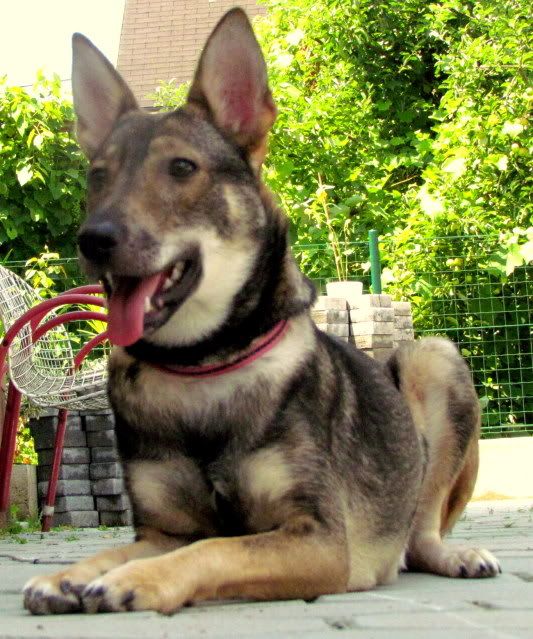 Slika