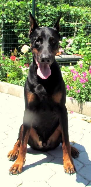 Slika