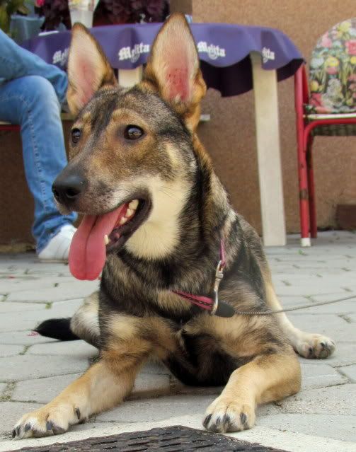 Slika