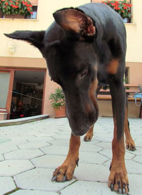 Slika