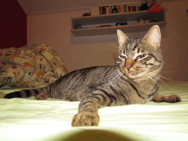 Slika